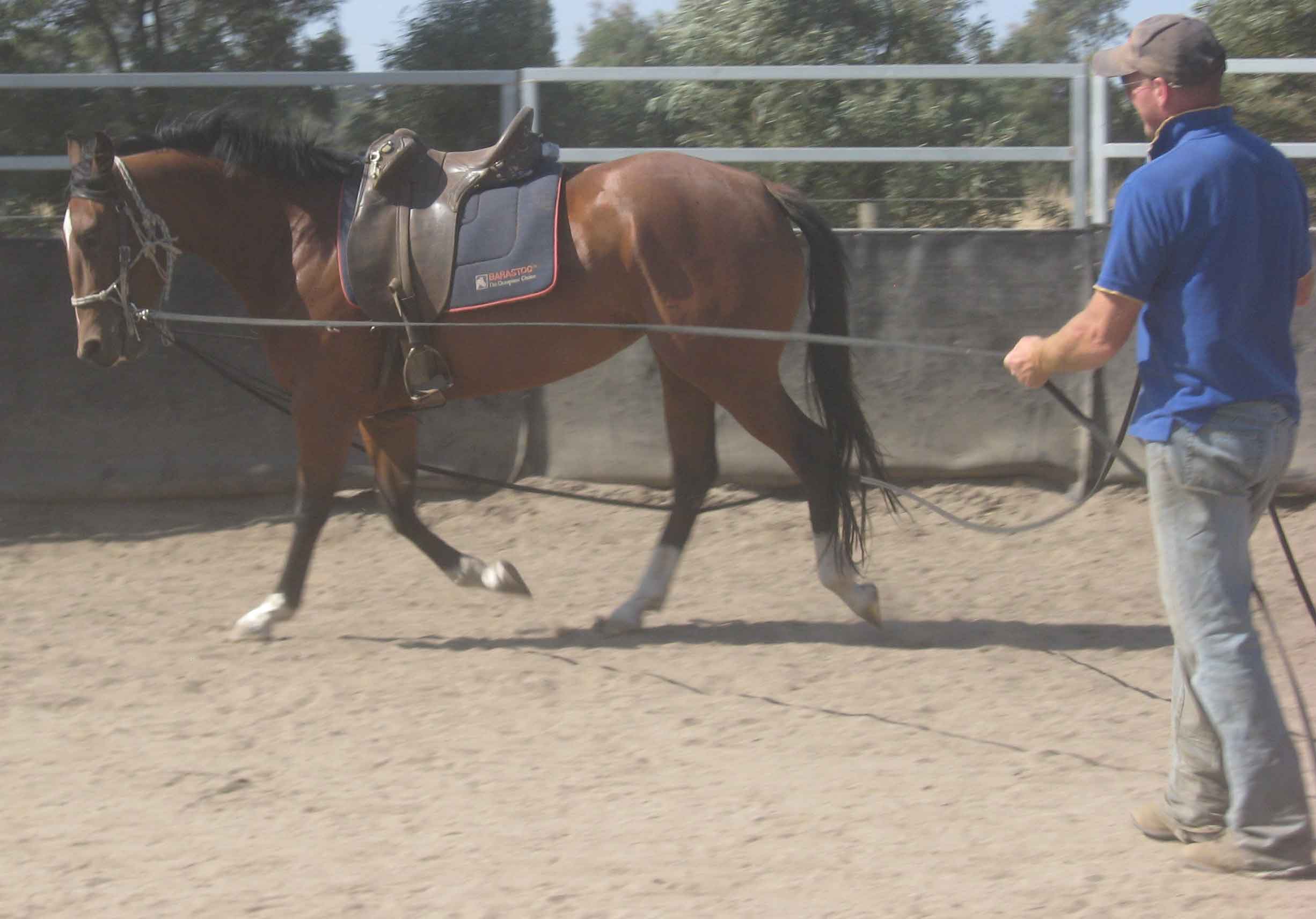 Nikkita-Long-Rein Nikkita-Long-Rein